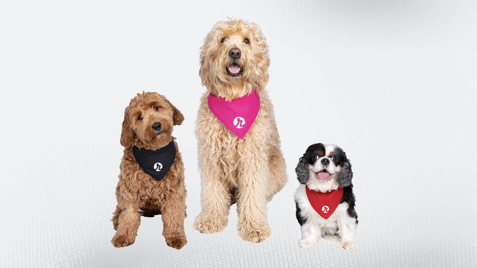 The Power of Custom Pet Bandanas in Marketing